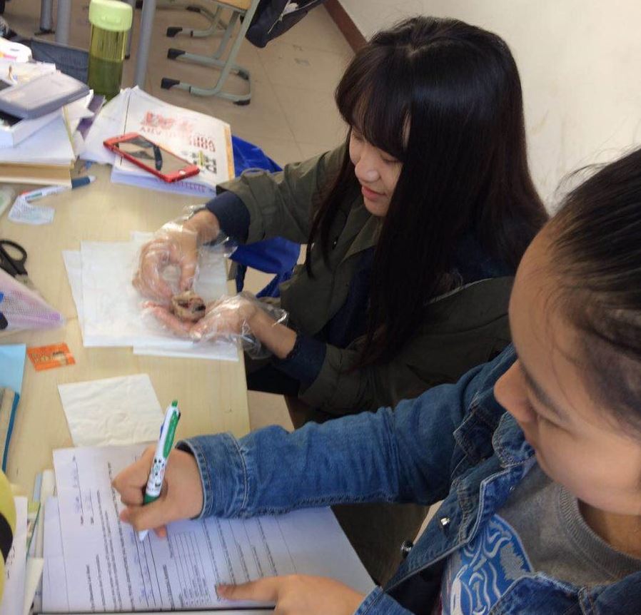 Biology students documenting observations while dissecting a sheep's eyeball